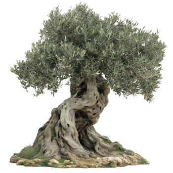Gnarled ancient olive tree with lush leaves png