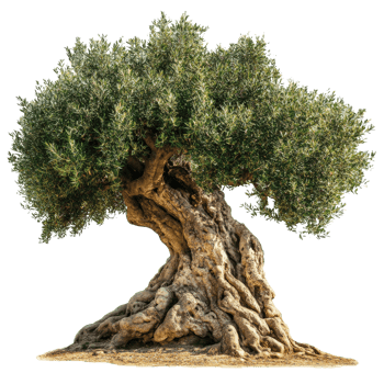 Twisted rooted olive tree in sunlight png