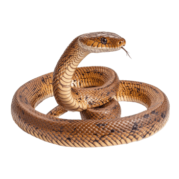 Brown snake coiled with alert posture in studio png