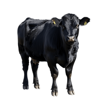 Black cow standing proudly on a farm pasture png