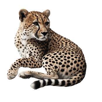 Cheetah resting on white background png
