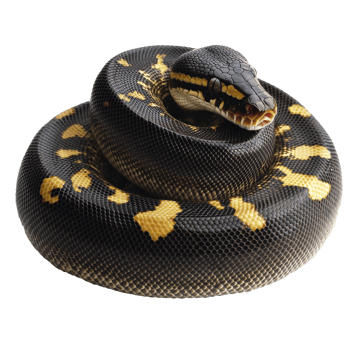 Exotic python coiled in a natural pose png