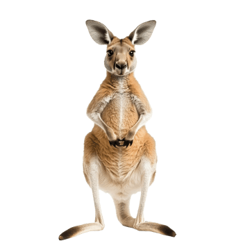 Kangaroo standing upright in a neutral setting png