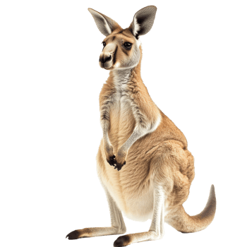 Kangaroo standing upright in natural pose png