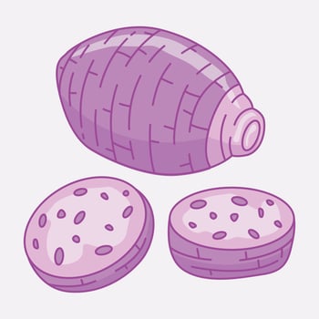 Illustration of Taro root vegetable with two round slices of Taro Root vector