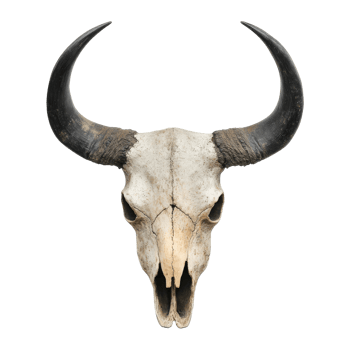 Detailed longhorn skull with impressive horns png