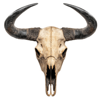 Antique bull skull with prominent horns on display png