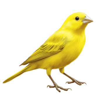 Bright yellow canary perched quietly on the ground png