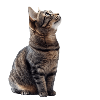 Cat gazes curiously at something above png