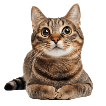 Cute tabby cat with big eyes looking curiously png