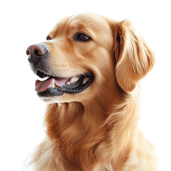 Joyful golden retriever in studio png