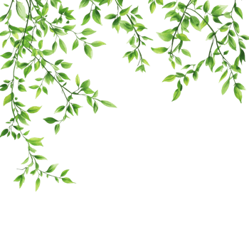 Green leaves draping on white png