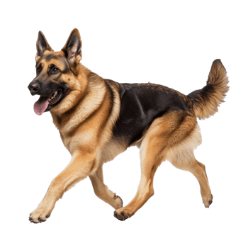German shepherd running joyfully in bright light png