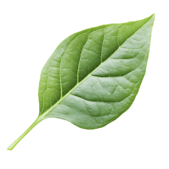 Green leaf showcasing detailed texture and shape png
