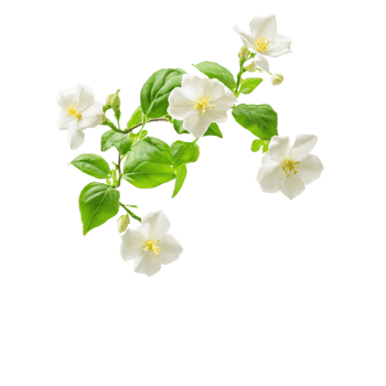 White flowers, green leaves on branch png
