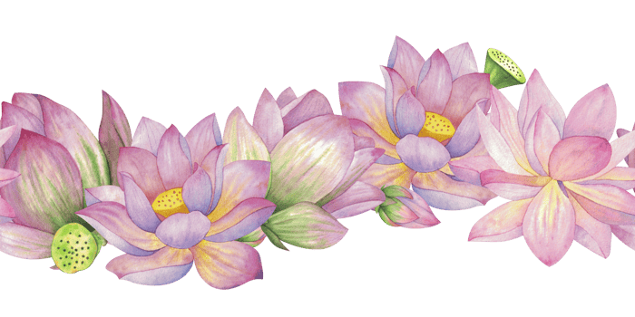 Pink lotuses, buds and boxes. Seamless pattern, border. Watercolor illustration isolated on background. For design, decor, typography, printing, textiles png