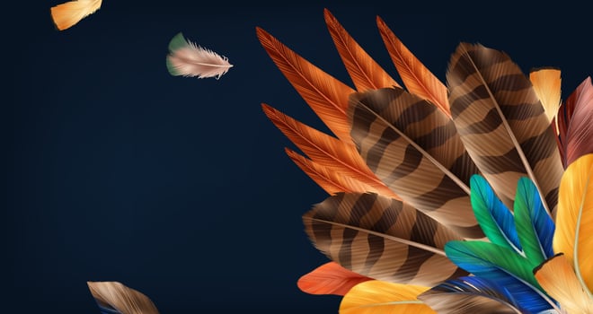 Colorful Feather Arrangement on Dark Background vector