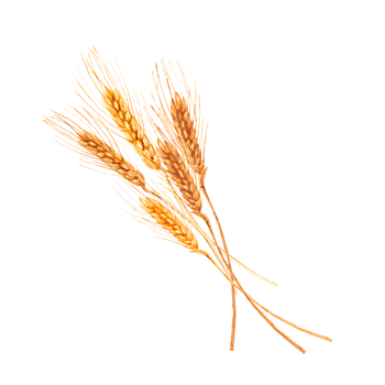 Hand-painted aquarelle bunch of yellow dry wheat spikelets png