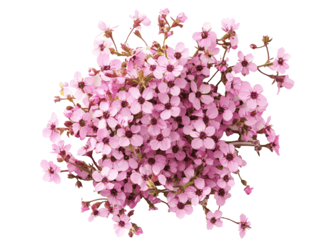 Cherry blossoms bloom in vibrant spring colors png