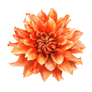 Bright orange flower with detailed petals png