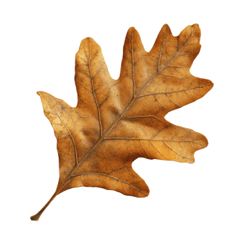 Autumn oak leaf showcasing rich golden hues png