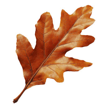 Beautiful autumn oak leaf in rich brown color png