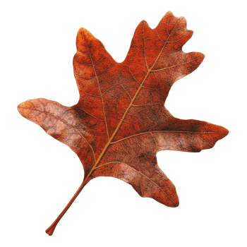 Beautiful autumn oak leaf on a white background png