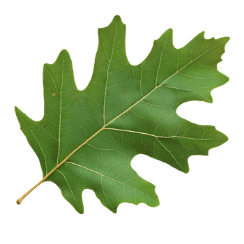 Close up of textured green oak leaf png