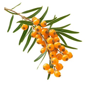 Bright sea buckthorn berries on a green branch png