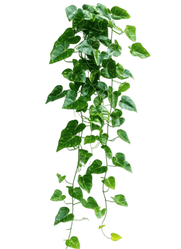 Vibrant green vine hanging gracefully indoors png