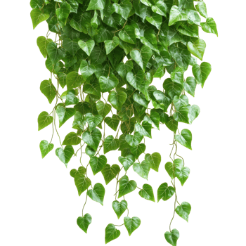 Heart shaped green trailing plant png