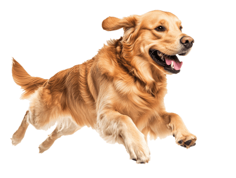 Golden retriever joyfully running indoors png
