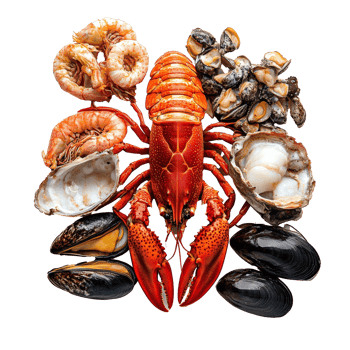 Variety of fresh shellfish selection png