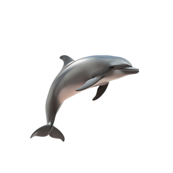 Playful Dolphin Facing Right Isolated on Transparent Background png