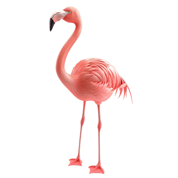 Elegant Flamingo Standing on One Leg Isolated on Transparent Background png