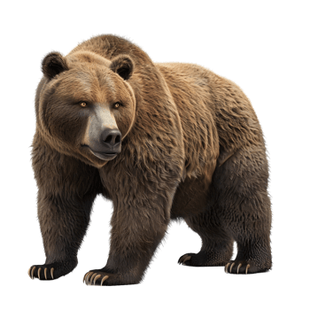 Brown Bear Walking Isolated on Transparent Background png