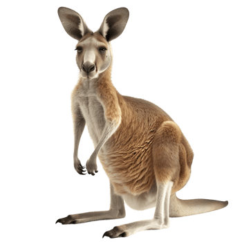 Kangaroo Sitting Calmly Isolated on Transparent Background png