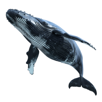 Blue whale swimming underwater isolated on transparent background png