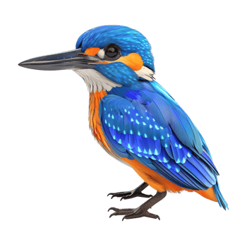 an Azure Kingfisher with bright blue and orange feathers isolated on transparent background png