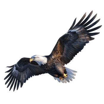Regal Eagle with Outspread Wings Isolated on Transparent Background png