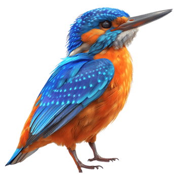 Kingfisher Isolated on Transparent Background png