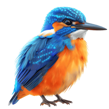 Kingfisher with Blue and Orange Feathers Isolated on Transparent Background png