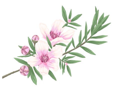 Manuka flower botanical painting illustration png