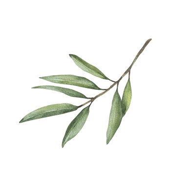 Olive tree branch, fruitless with green leaves. Watercolor botanical floral clipart. Hand drawn greenery foliage realistic illustration for greeting, invitation, religion card Isolated from background png