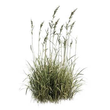 Grass on transparent background png