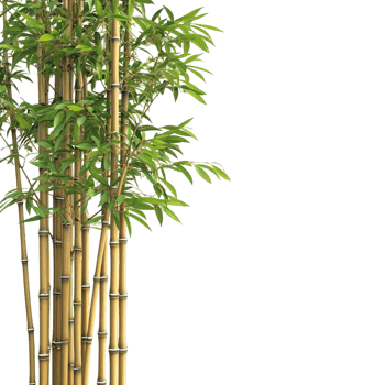 Bamboo on transparent background High Detail png
