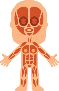 Cartoon human body showing muscular system with muscles highlighted in orange including face muscles, suitable for educational and medical purposes vector