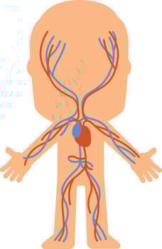 Simplified diagram of the human circulatory system highlighting veins and arteries, providing a clear visual representation for educational purposes vector