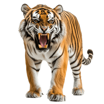 Fierce tiger displaying its power in the wild png