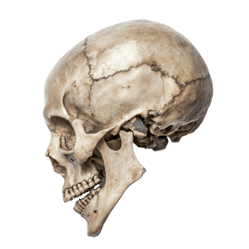 Anatomy detail of a human skull png